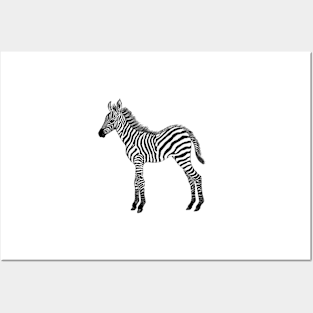 Zebra baby black & white watercolor painted realistic Posters and Art